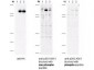 Anti-ASK1 pS83 (RABBIT) Antibody