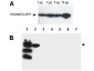 Anti-SUMO-3 (RABBIT) Antibody