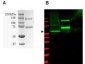 Anti-SUMO Activating Enzyme E1 (RABBIT) Antibody