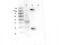 Anti-GAB1 (RABBIT) Antibody