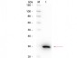 Anti-CARBONIC ANHYDRASE II (RABBIT) Antibody Peroxidase Conjugated