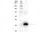 Anti-CARBONIC ANHYDRASE II (RABBIT) Antibody Biotin Conjugated