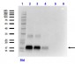 Anti-NAG-1 (C-terminal specific) (RAT) Monoclonal Antibody