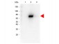 Anti-AKT2 (RAT) Monoclonal Antibody