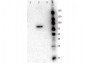 Anti-AKT2 (RAT) Monoclonal Antibody