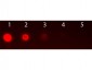 Anti-AKT2 (RAT) Phycoerythrin Conjugated Monoclonal Antibody