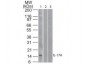 Anti-Human IL-17A (MOUSE) Monoclonal Antibody