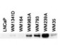 Anti-BIN1 (MOUSE) Monoclonal Antibody