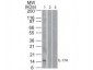 Anti-Human IL-17A (MOUSE) Biotin Conjugated Monoclonal Antibody