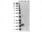 Anti-Human IL-1 alpha (RABBIT) Antibody