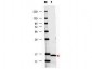 Anti-Human IL-17F (RABBIT) Antibody