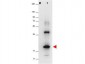 Anti-Human IL-32A (RABBIT) Antibody