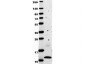 Anti-Human MCP-1 (RABBIT) Antibody