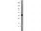 Anti-NAG-1 (RABBIT) Antibody