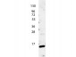 Anti-Human IL-4 (RABBIT) Antibody