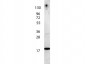 Anti-Human IL-7 (RABBIT) Antibody