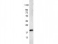 Anti-VEGF-165 (RABBIT) Antibody