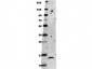 Anti-BDNF (RABBIT) Antibody