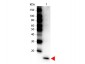 Anti-Human IL-17F (RABBIT) Antibody Peroxidase Conjugated