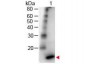 Anti-Human IL-4 (RABBIT) Antibody Peroxidase Conjugated