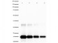 Anti-Human IL-2 (RABBIT) Antibody Peroxidase Conjugated