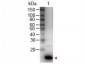 Anti-Human IL-9 (RABBIT) Antibody Peroxidase Conjugated