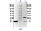 Anti-NAG-1 (RABBIT) Antibody Biotin Conjugated