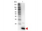 Anti-Human IL-4 (RABBIT) Antibody Biotin Conjugated