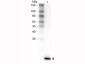 Anti-Human IL-2 (RABBIT) Antibody Biotin Conjugated