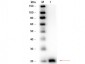 Anti-VEGF-165 (RABBIT) Antibody Biotin Conjugated