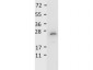 Anti-Mouse IL-27/p28 (RABBIT) Antibody