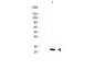 Anti-Mouse IL-27/p28 (RABBIT) Antibody Biotin Conjugated