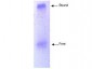 Anti-Apolipoprotein A-I (GOAT) Antibody