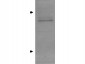 Anti-Apolipoprotein E (GOAT) Antibody