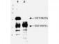 Anti-p33 ING1 (GOAT) Antibody