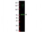 Anti-HR23B (GOAT) Antibody