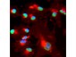 Anti-BMI1 (GOAT) Antibody