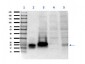 Anti-hCG Alpha (GOAT) Antibody