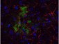 Anti-Beta Amyloid (RABBIT) Antibody