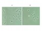 Anti-NFKB p65 NLS specific (RABBIT) Antibody