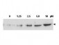 Anti-CHK2 pT68 (RABBIT) Antibody