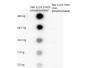 Anti-PAK 1/2/3 pT423 (RABBIT) Antibody