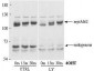 Anti-AKT2 (RABBIT) Antibody