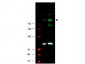 Anti-IRS1 pS307 (RABBIT) Antibody