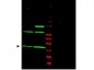 Anti-MAD2L1 (RABBIT) Antibody