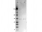 Ready-To-Use Anti-VDAC/Porin (RABBIT) Antibody