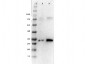 Ready-To-Use Anti-Pdcd4 (RABBIT) Antibody