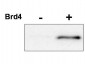 Anti-Cyclin-Dependent Kinase 9 (CDK9) pT29 [RABBIT] Antibody