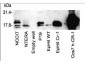 Anti-Cripto-1 (TDGF1) (RABBIT) Antibody