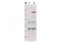 Anti-ROCK-2 (Rho-associated Protein Kinase-2) pY256 (RABBIT) Antibody